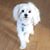 Ofelia Bocanegra's profile image