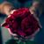 Maham Chaudhary's profile image