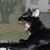 Donna L Harvey's profile image