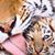 Tigre Cortez's profile image