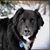 Shara Thompson's profile image
