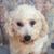 Carole Jenne's profile image