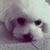 Razvan Tl's profile image