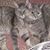 Joan Giorlando's profile image