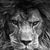 Julio Toro Jr.'s profile image