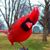 Debbie Thomas's profile image