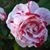 N Gaye Huot Tuttle's profile image