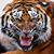 Tom Mann's profile image