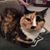 Paul Barone's profile image