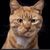 Monte Brand's profile image