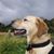 Ben Whittingham's profile image