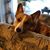 Jennifer Dobbins Jones's profile image