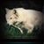 Frank Wulf's profile image