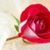 Susana Ani's profile image