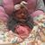 Joyce Langley Davis's profile image