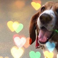 Sammy Al's profile image