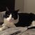 Sayard Buller's profile image