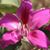 Deborah de Light's profile image