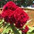 Dolene Bobbitt's profile image