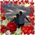 Robert Beckley's profile image