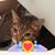Sharon Harkins Lundstrom's profile image