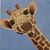 David Graff's profile image