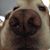 MyFurry Dogmother's profile image