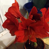 Marcella Stokes's profile image