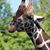 Michael Morelli's profile image