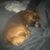 Wayne Rousseau's profile image
