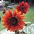 Diane Poirier's profile image