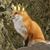 Steven Fox's profile image