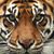 Tracy Gross's profile image