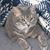 Sylvia Taylor's profile image