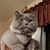 Bonnie DiMaggio's profile image