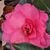 Dena Perry Miller's profile image