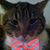 Rachel Snell's profile image
