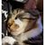 Cat Winterfox's profile image