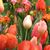 Kathy Morrier McAuslan's profile image