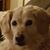Stefanie Harris's profile image