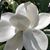 Sandra Thatcher O'Neal's profile image