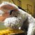 Rachael Philosoraptor Jetter's profile image