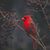 Tami Schmoll Lord's profile image