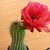 Linda Christensen's profile image