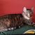 Mike Lisa CollinsFox's profile image