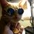Frank Gorchess's profile image