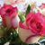 Ahamud Ullah's profile image