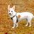 Debi Wilhelmi's profile image