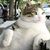 Noeme Hemann's profile image