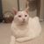 Baxter McHugh Carbonara's profile image